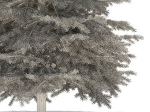 spruce 3D Model