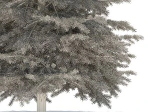 spruce 3D Model