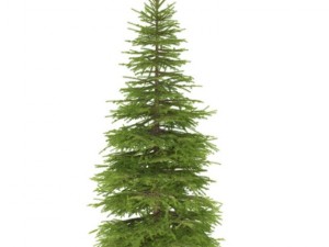 spruce 3D Model
