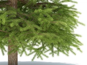 spruce 3D 모델