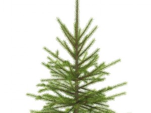 spruce 3D 모델