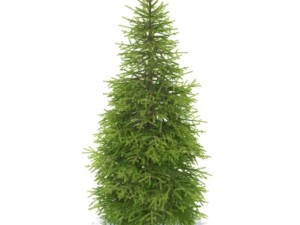 spruce 3D 모델
