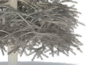 spruce 3D 모델