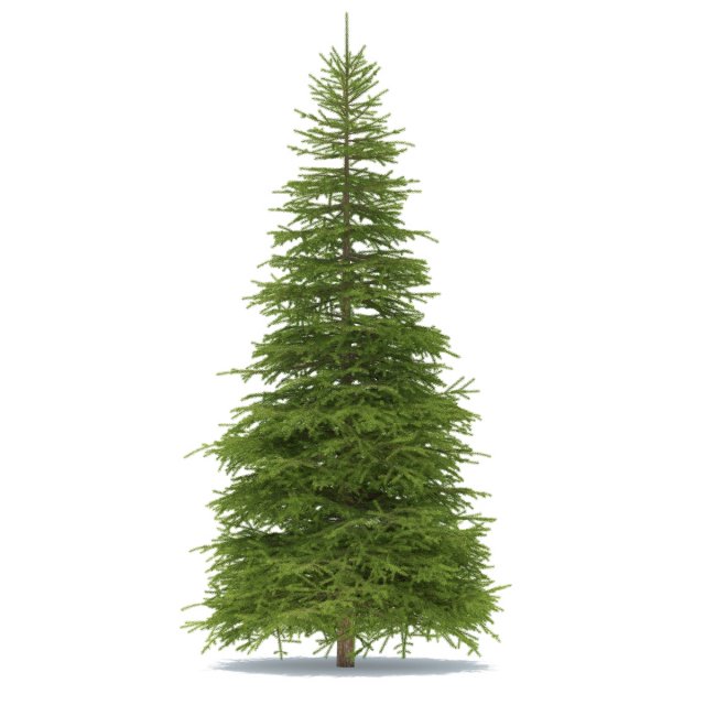 spruce 3D 모델 .c4d .max .obj .3ds .fbx .stl .blend 