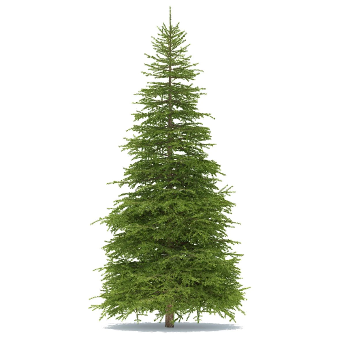 spruce 3D Model .c4d .max .obj .3ds .fbx .stl .blend
