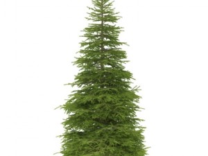 spruce 3D-Modell