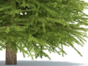 spruce 3D 모델
