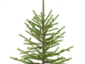 spruce 3D 모델