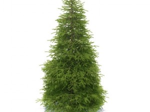 spruce 3D 모델