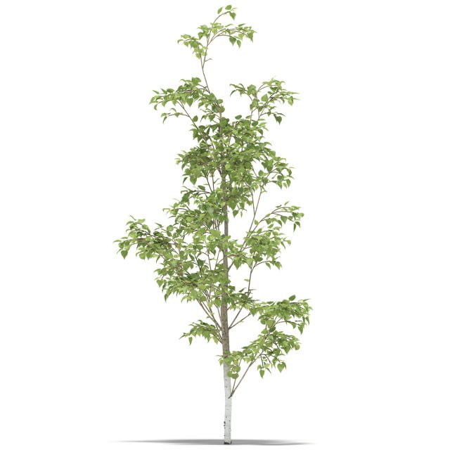 birch 3D 모델 .c4d .max .obj .3ds .fbx .stl .blend 
