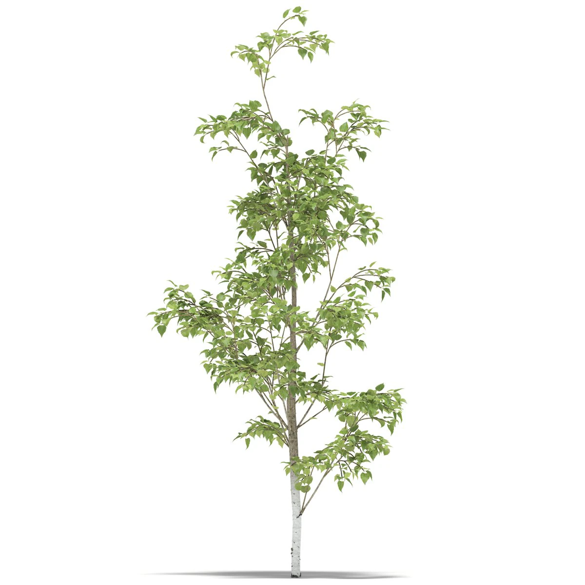 birch 3D Model .c4d .max .obj .3ds .fbx .stl .blend 