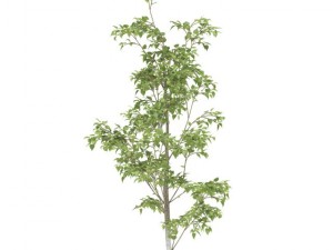 birch Modelo 3D