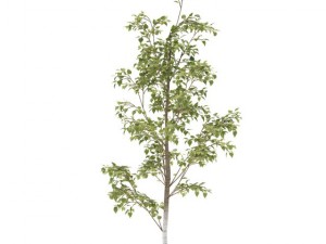 birch 3D 모델