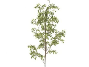 birch 3D Model