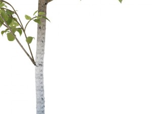 birch 3D 모델