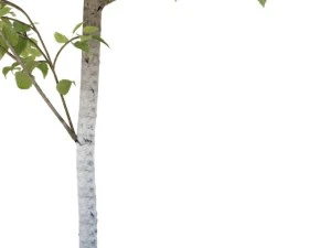 birch 3D Model