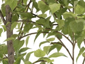 birch 3D 모델