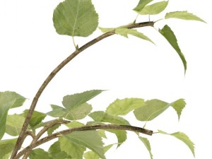 birch 3D 모델