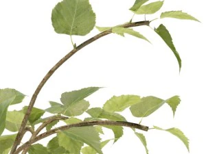 birch 3D Model