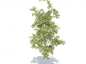 birch 3D 모델