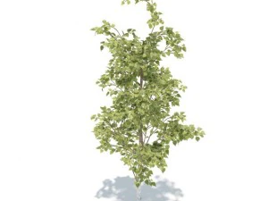 birch 3D Model