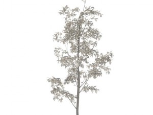birch 3D 모델