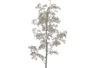 birch 3D Model