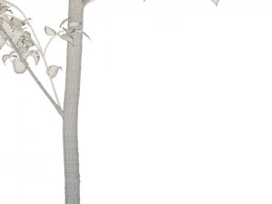 birch 3D 모델