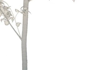 birch 3D Model