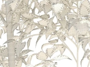 birch 3D Model