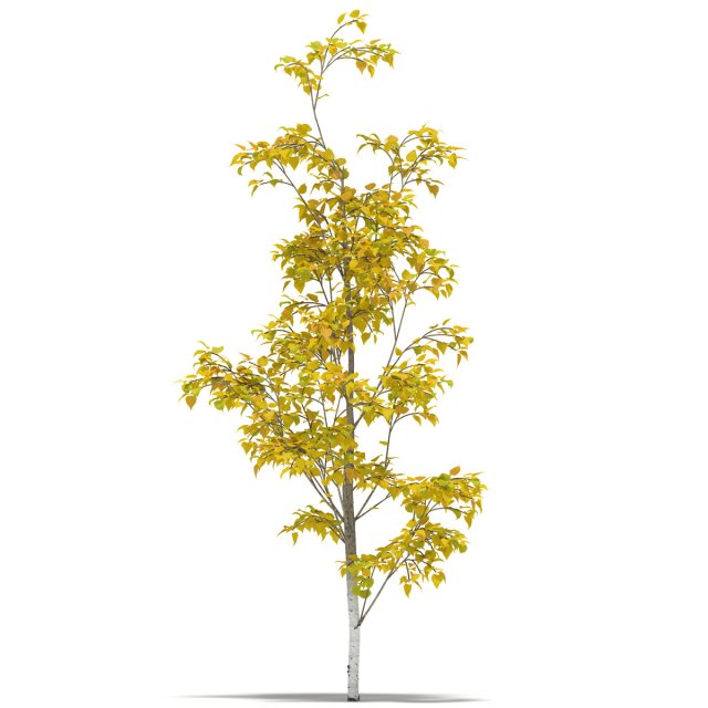 birch Model 3D .c4d .max .obj .3ds .fbx .stl .blend 