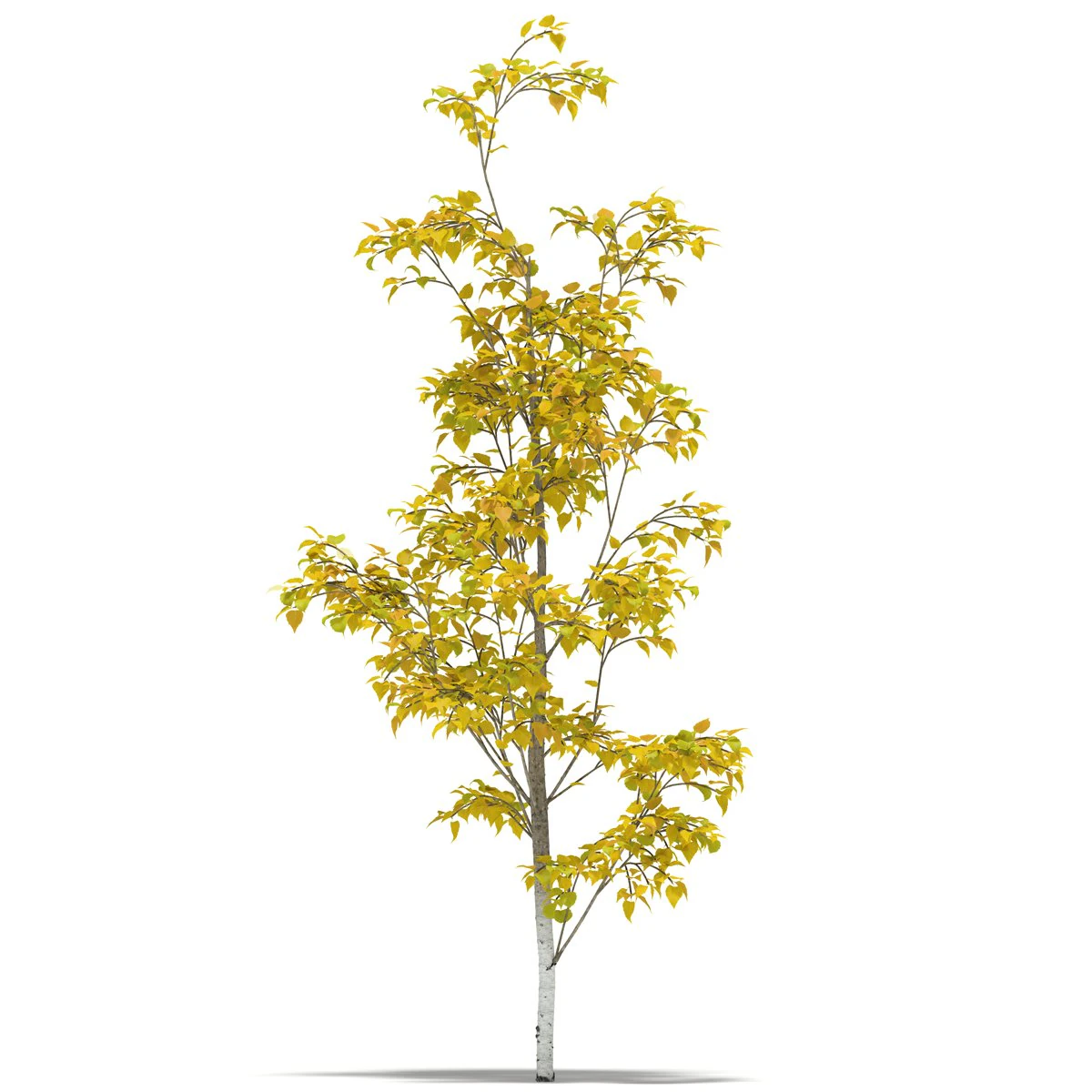 birch 3D Model .c4d .max .obj .3ds .fbx .stl .blend