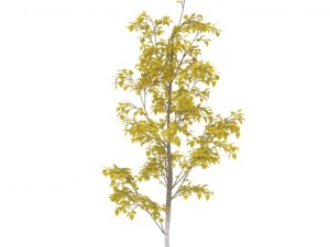 birch Model 3D