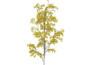 birch 3D Model