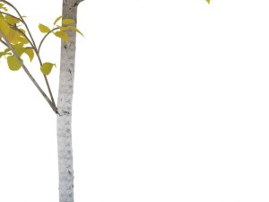 birch Model 3D