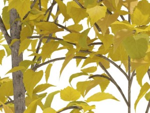 birch Model 3D