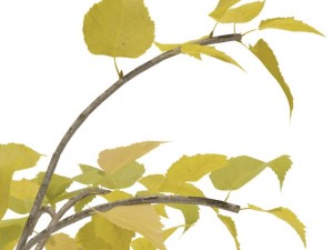 birch Model 3D