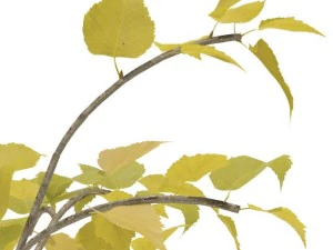 birch 3D Model