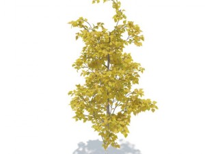 birch Model 3D