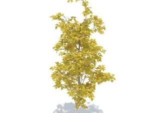 birch 3D Model
