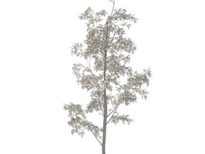 birch Model 3D