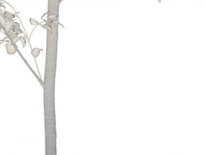 birch Model 3D