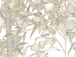 birch Model 3D