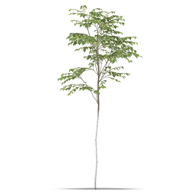 birch 3Dモデル .c4d .max .obj .3ds .fbx .stl .blend 