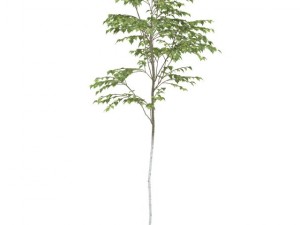 birch 3D Model