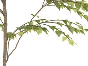 birch 3Dモデル