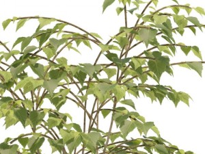 birch 3Dモデル