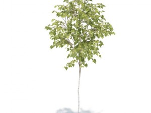 birch 3Dモデル