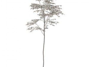 birch 3Dモデル