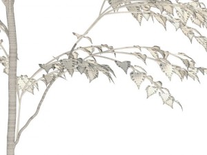birch 3Dモデル
